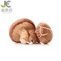 getrocknetes Shiitake-Pilzpulver Lentinus Edodes Pulver